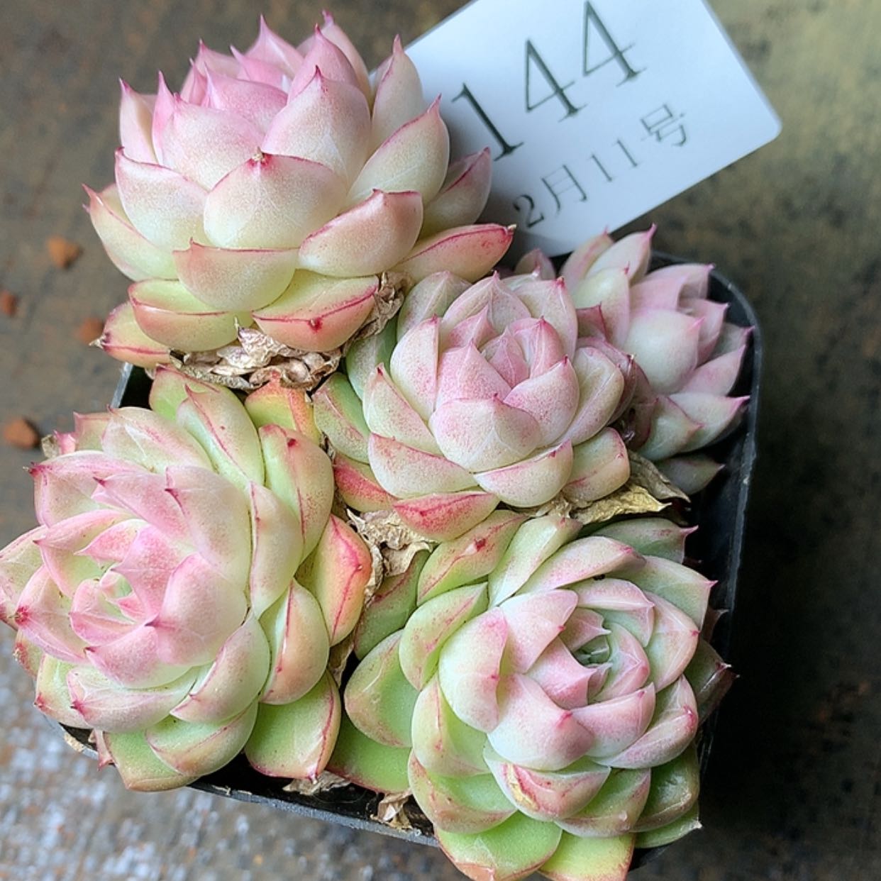 【闪购商品】云144