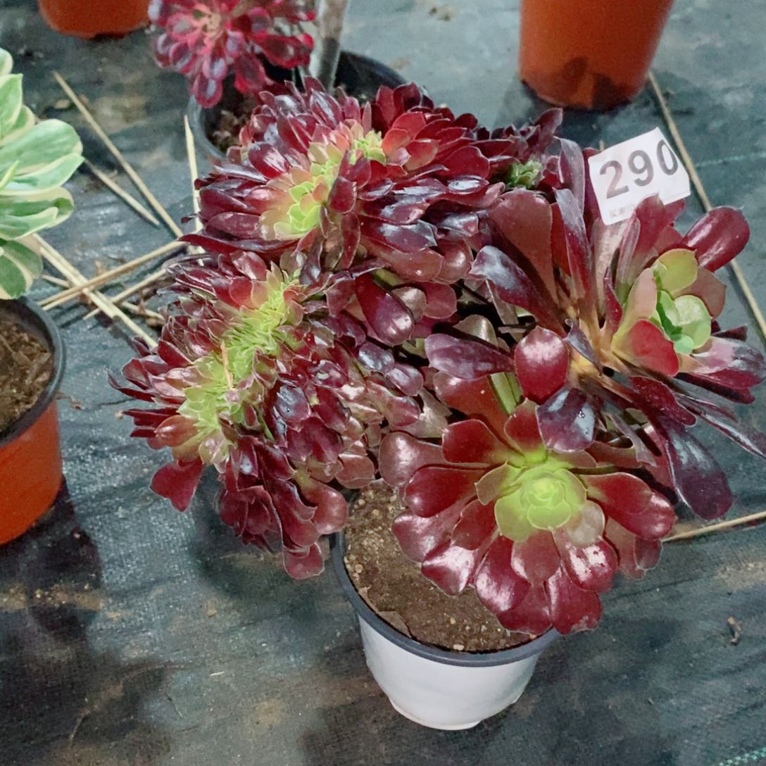 欧紫缀290多肉1111