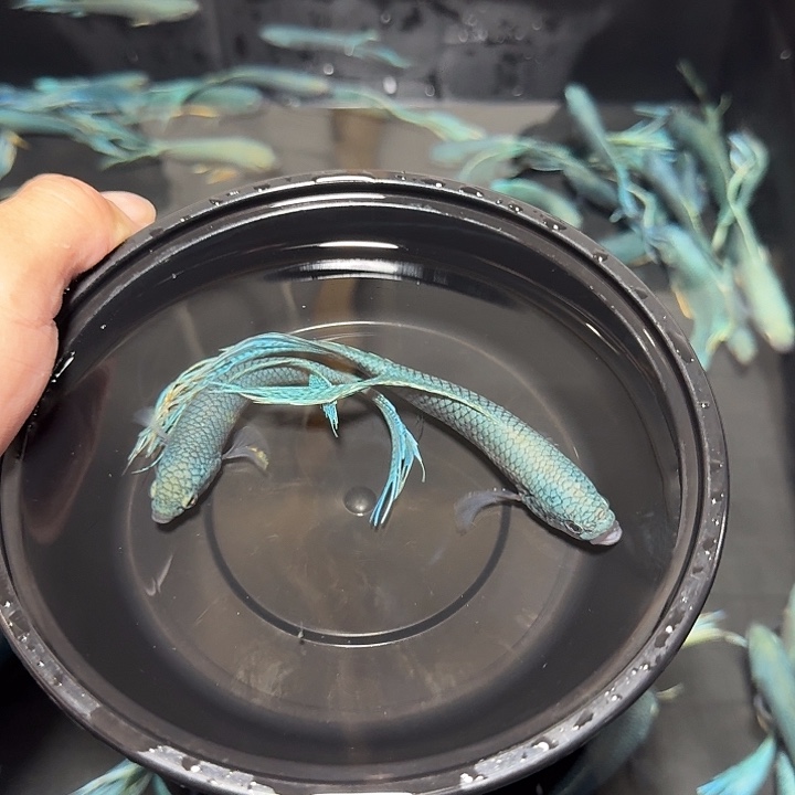 斗鱼直播间对图无纹蓝14