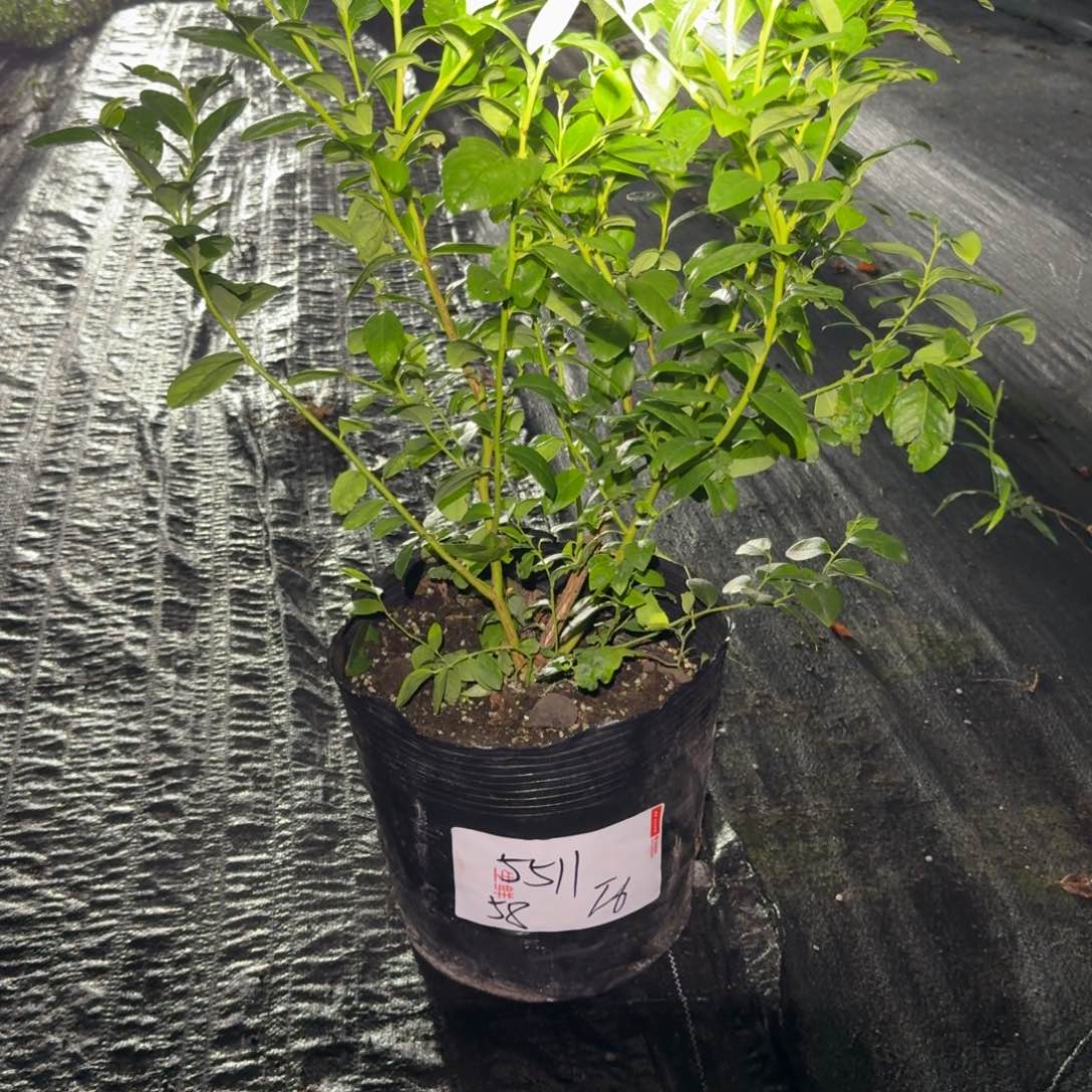 小***.大钵f6一物一拍5511