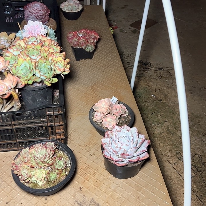 东*朔853/////////////////