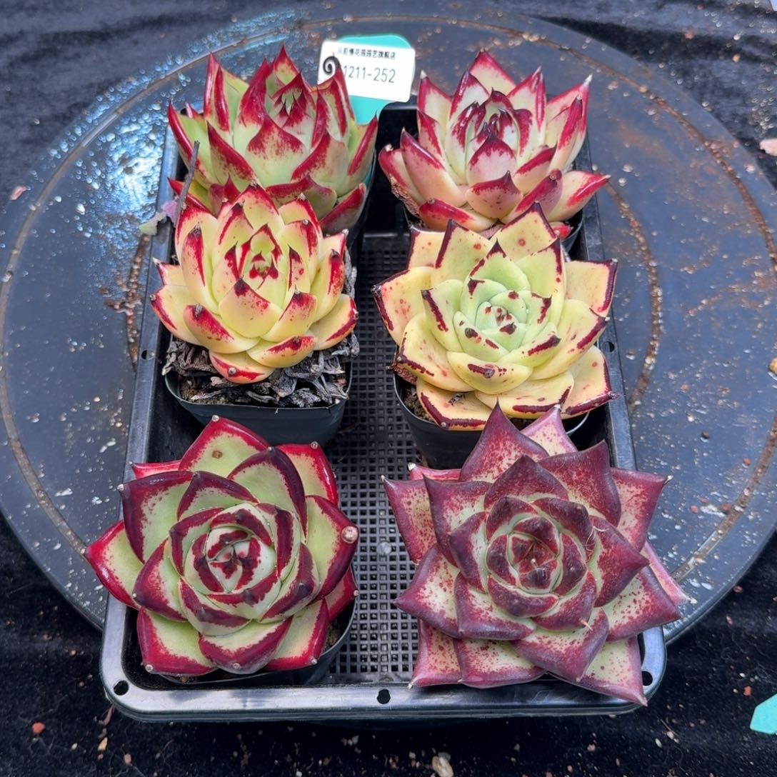 从前慢多肉精选编号1211.252