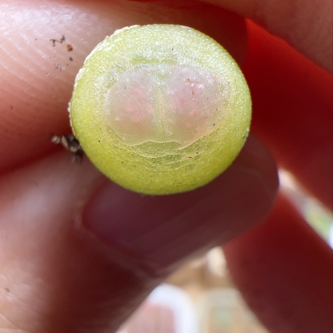 【闪购商品】161 紫皮