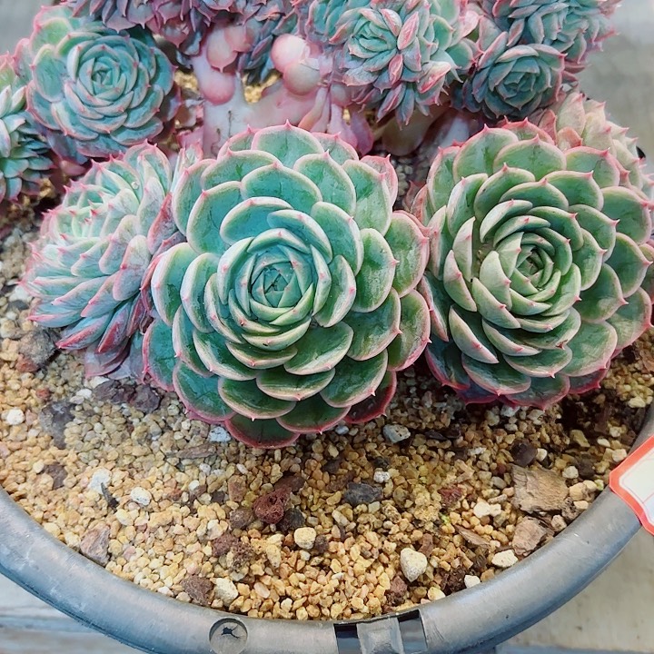 葵***花昂斯诺缀化一物一拍92号多肉