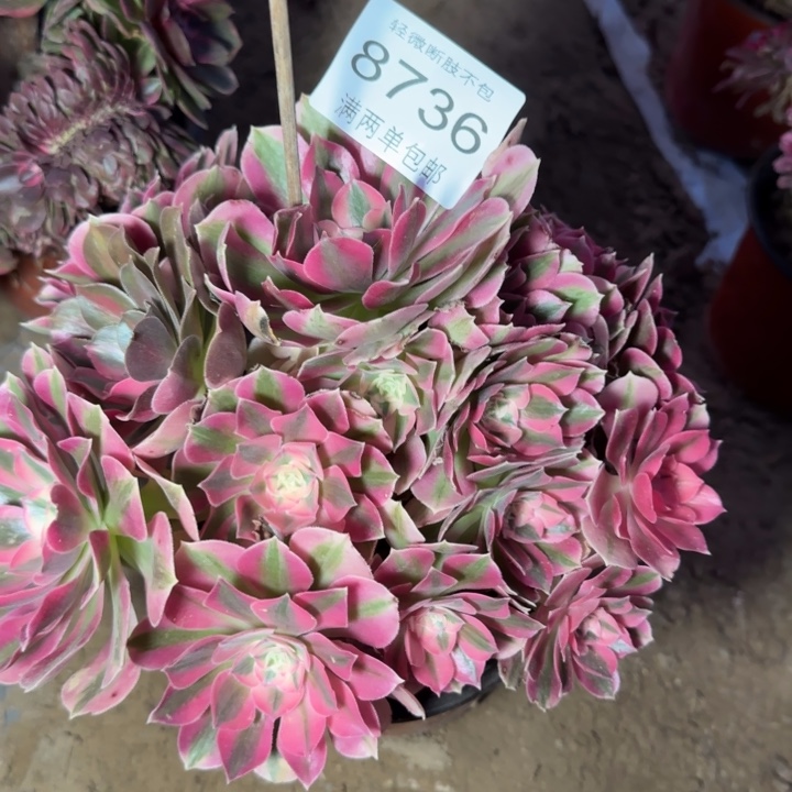 8736女巫多肉植物