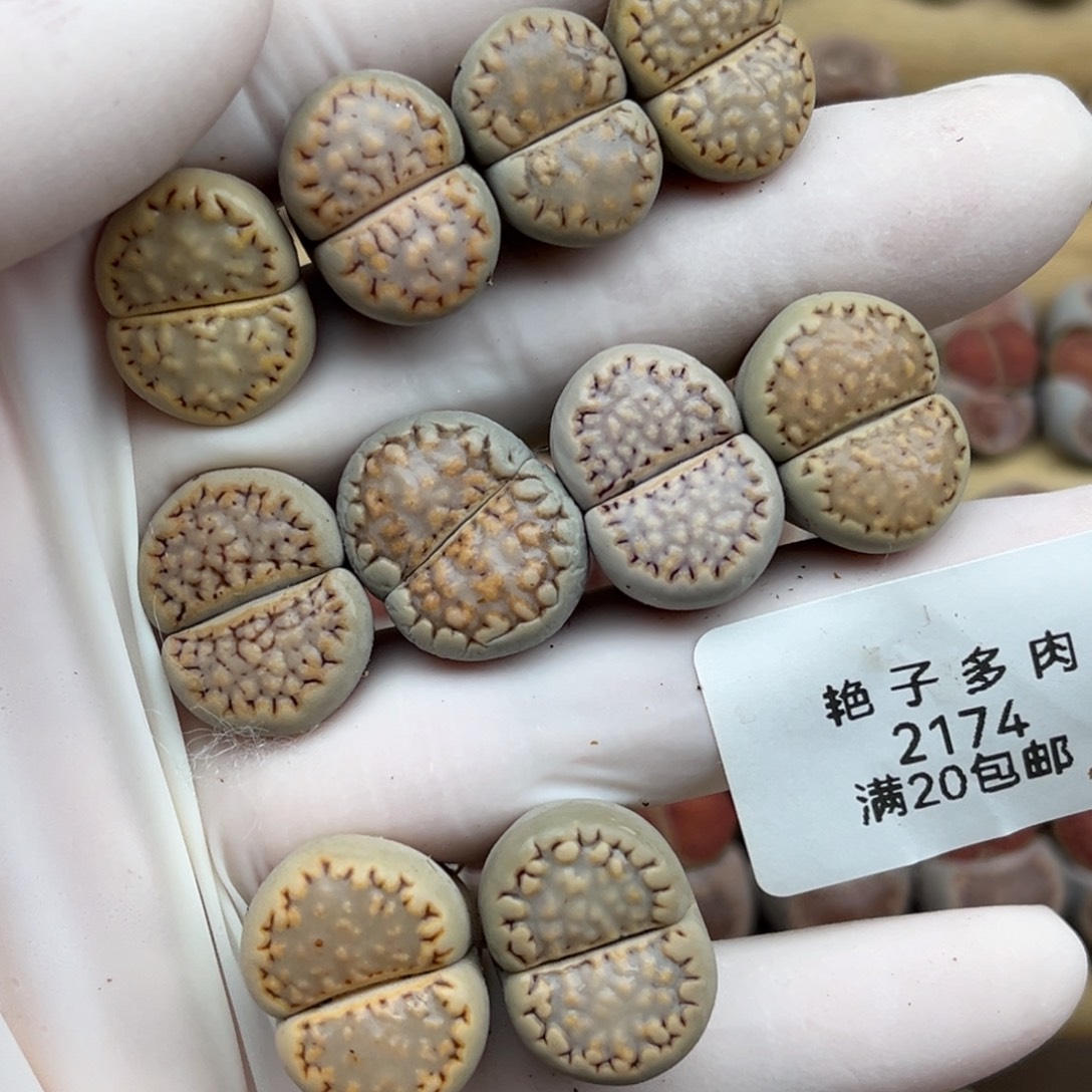 2174号一首特价的饼干