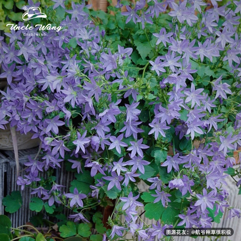 种花王大爷  垂吊风铃草盆栽花苗好养花卉阳台植物庭院花园好养