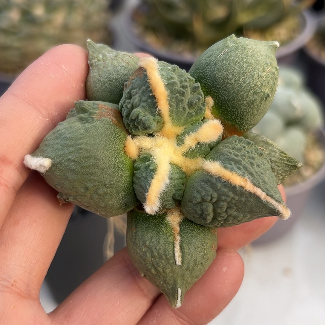 中筋小胖纸实生牡丹