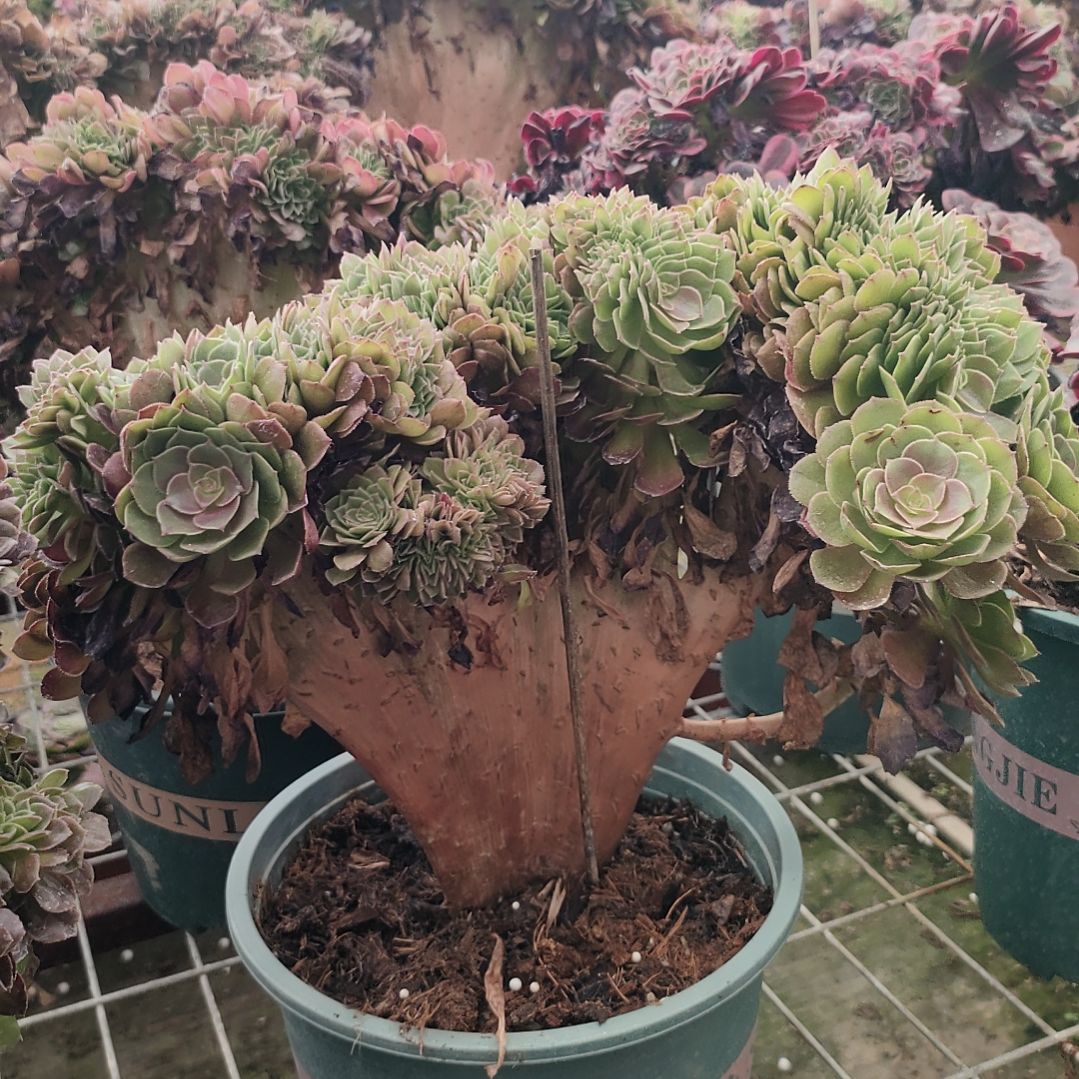 多肉法师锦万圣节缀化