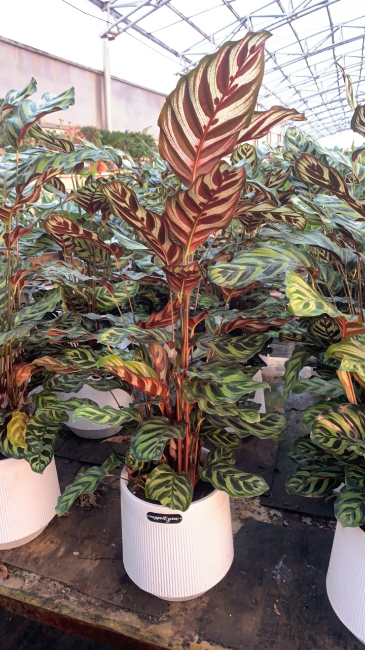 孔雀竹芋耐阴好养