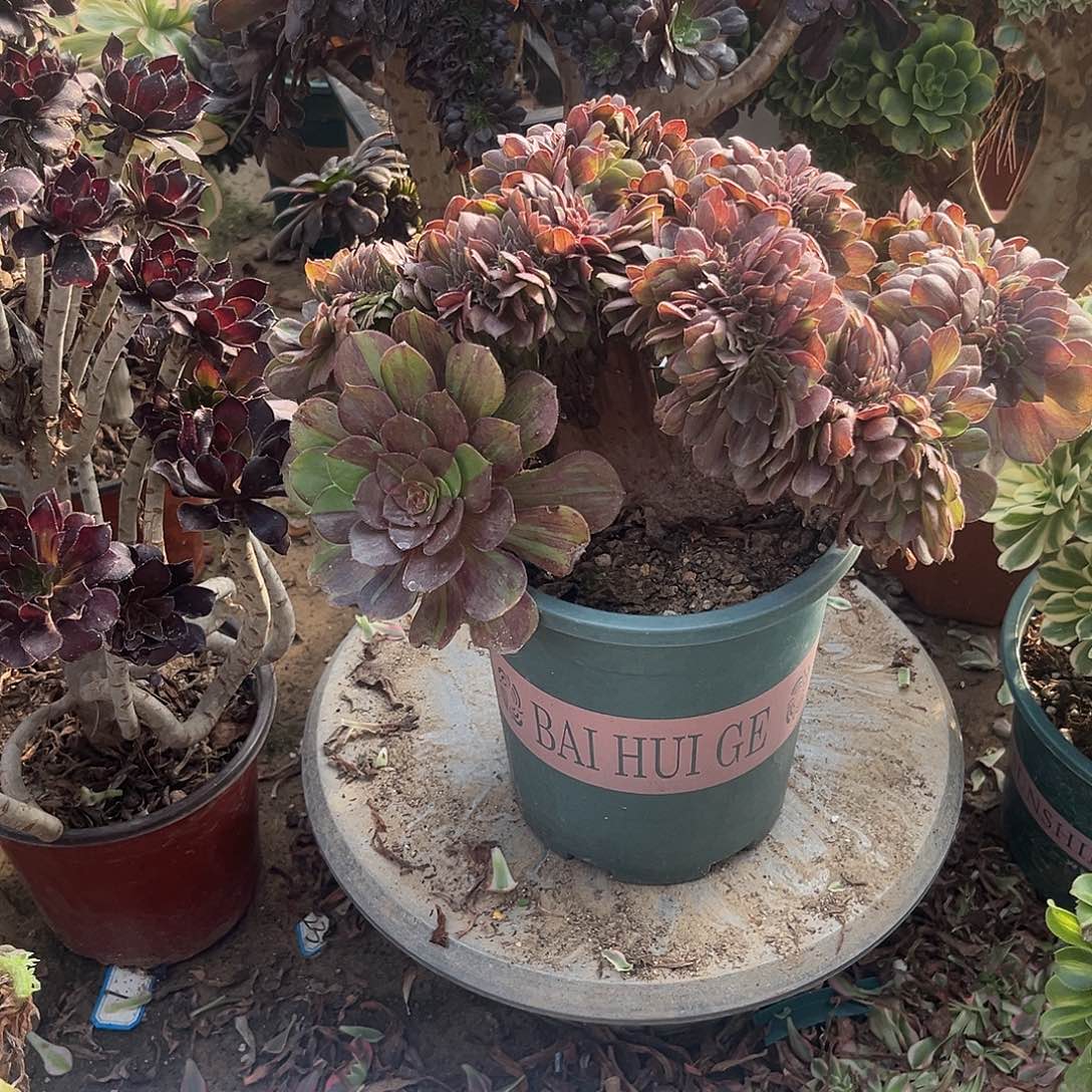 2花月夜缀化法师多肉