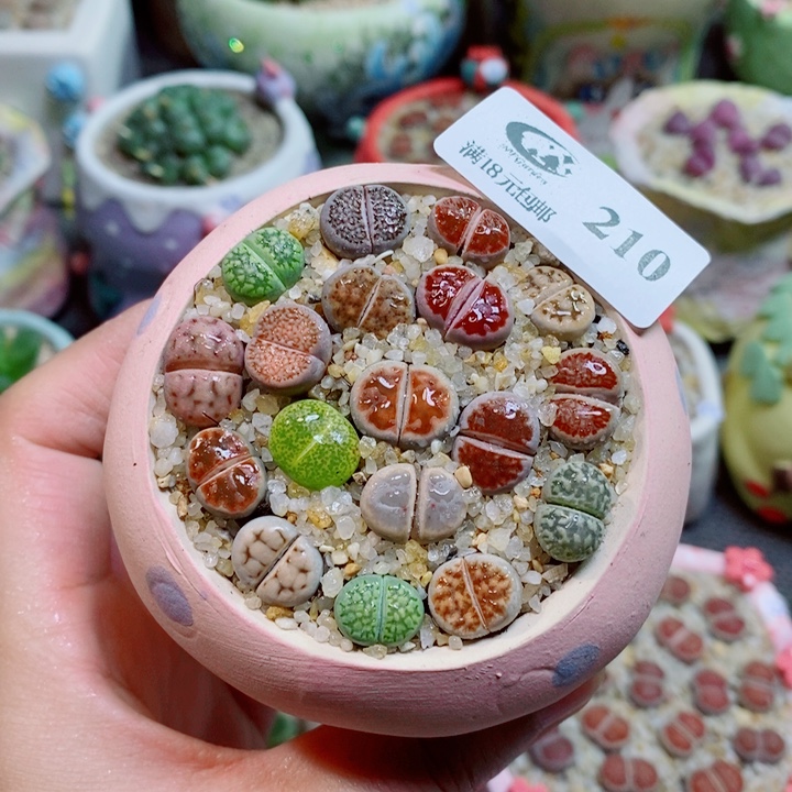 生石花花花花花花210