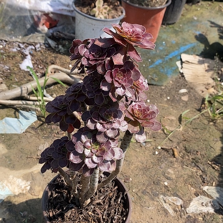 黑法6多肉植物法师法师