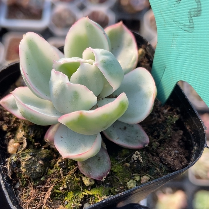 13伯克利锦多肉植物保护