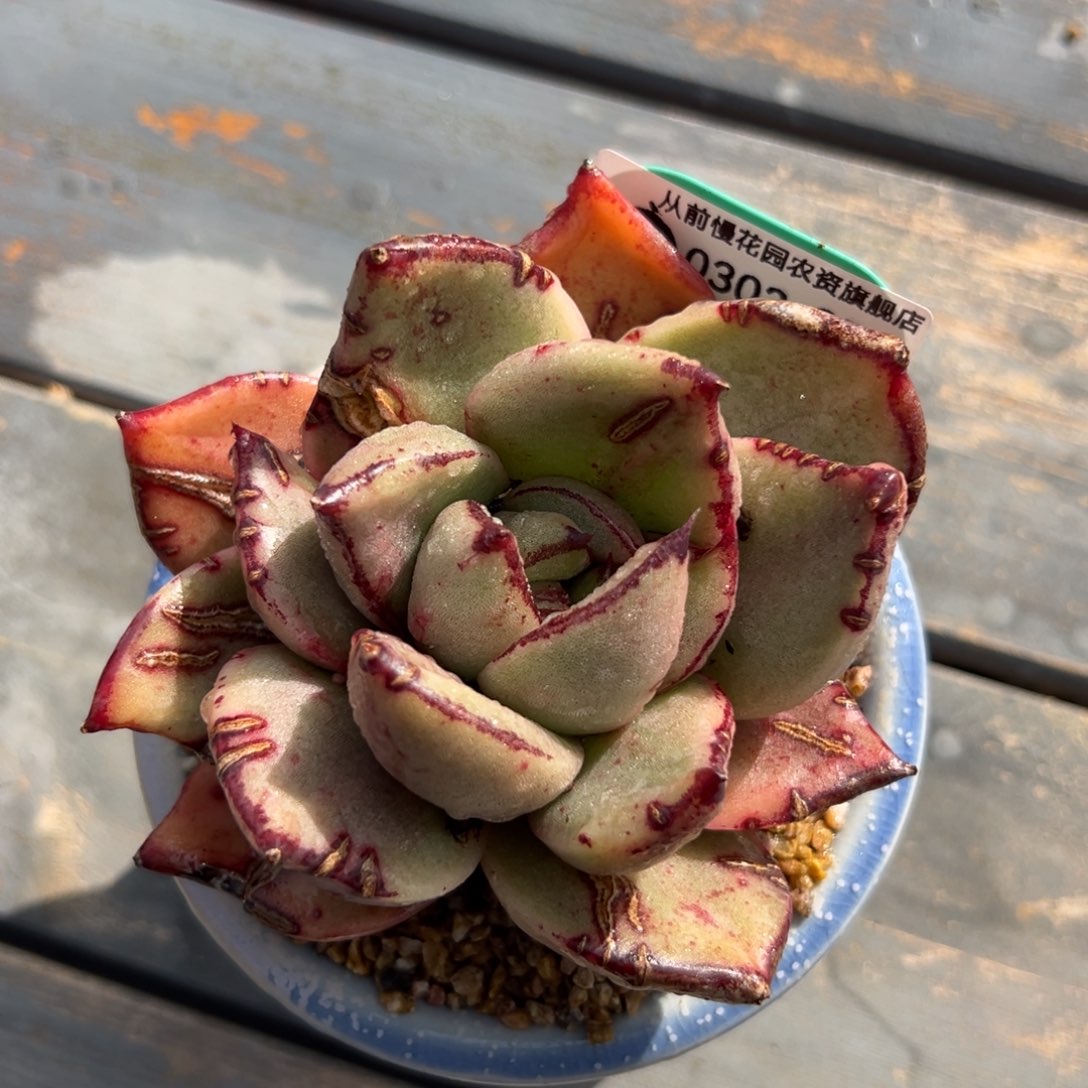 多肉一物一拍0303-87