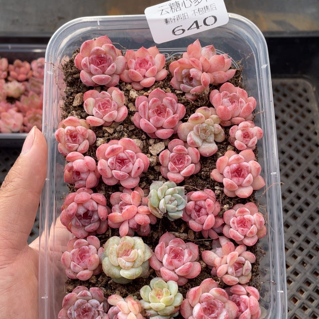 云糖心多肉植物640