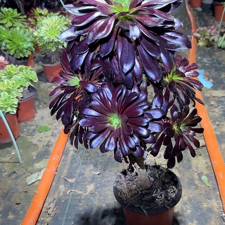 多肉法师植物链接6