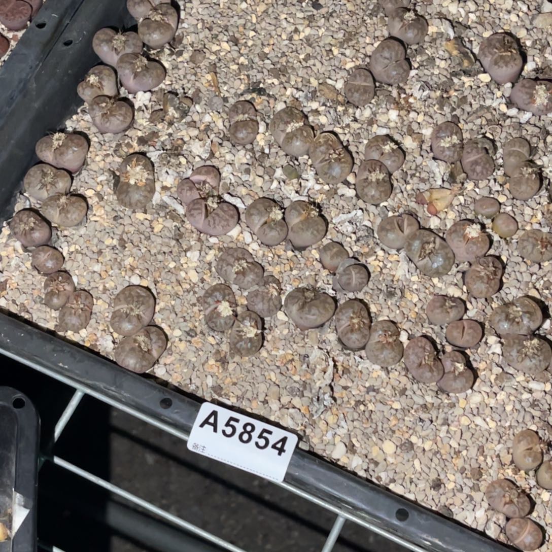 陈***希5854福利筐1不售后