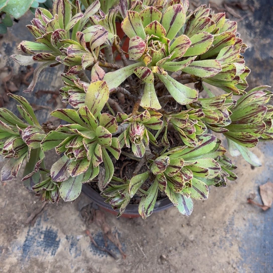184多肉植物捧花的时候