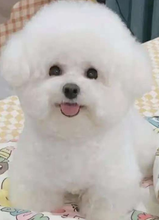 可爱比熊（丫丫萌宠比熊）