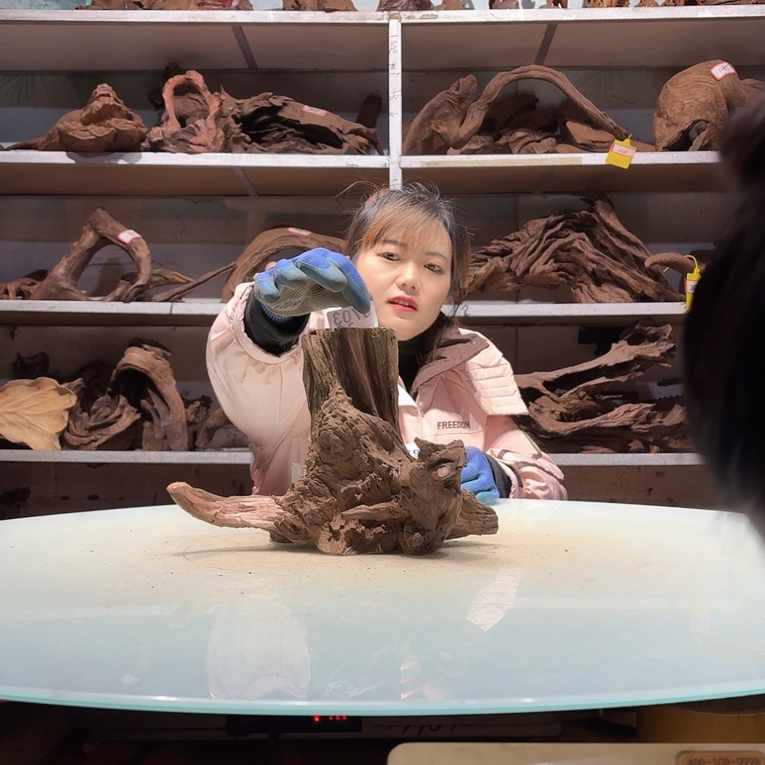 倍褚沉木不包损必褪色W*26703