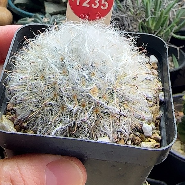 实生浓毛白云高砂一棵368