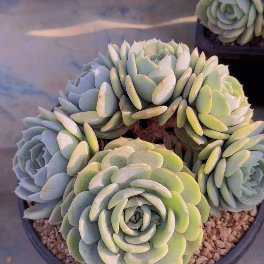 劳林缀化朵朵小树