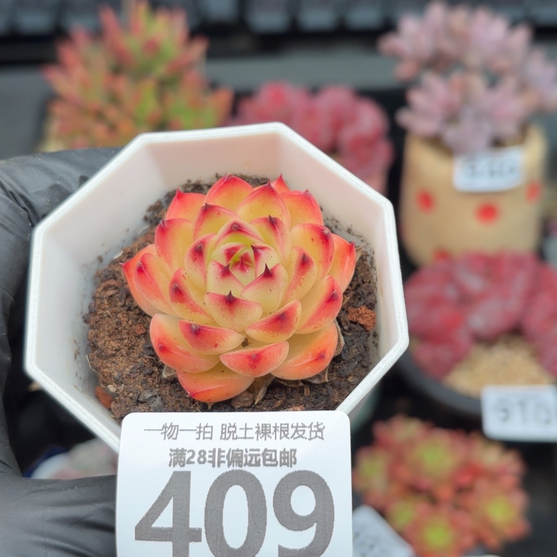 月亮石无盆土发货