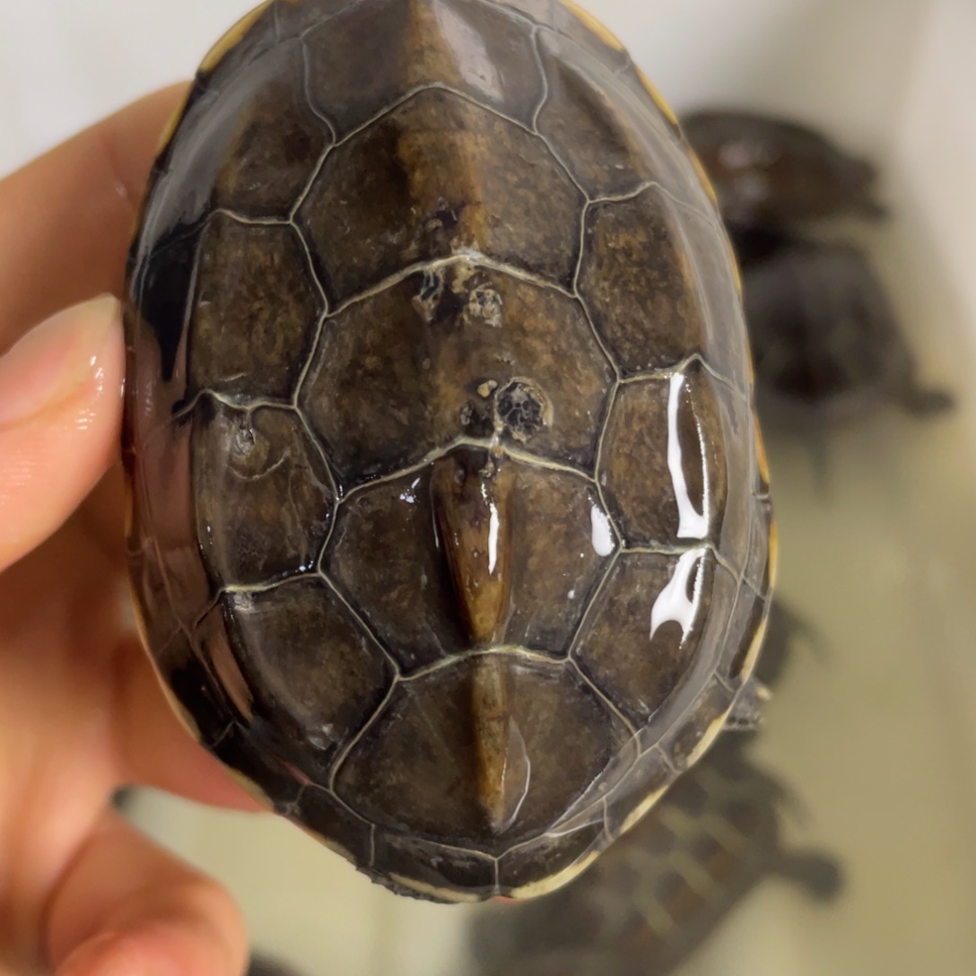 苏北金线冷水草龟