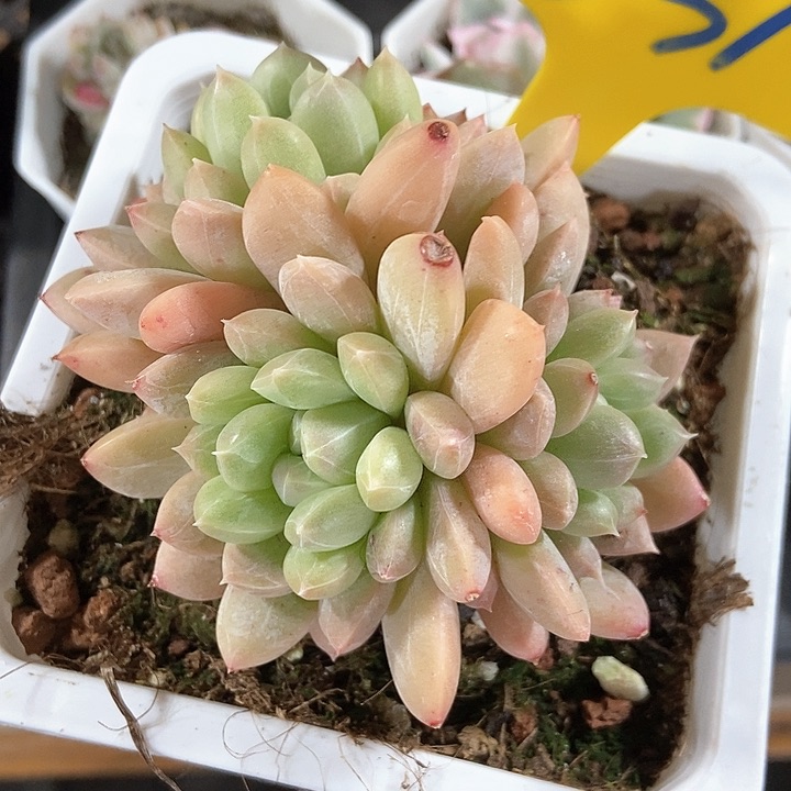 多肉植物百搭翡翠631