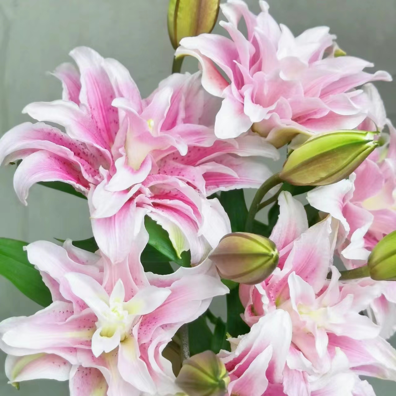 氧花季 3头伊莎贝拉重瓣百合 一单包邮 两单升级快递