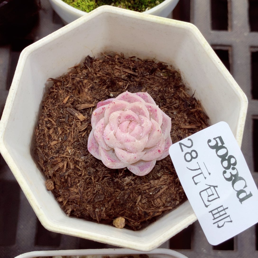 5厘米盆精控多肉5083