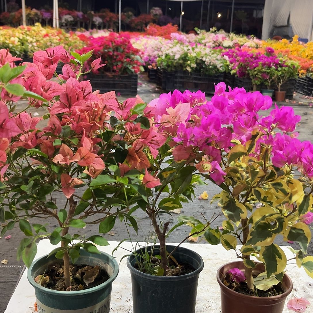 大部分花苞少量开放酒红，金心橙白，金边宫粉