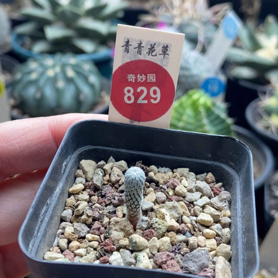 实生精巧丸一颗仙人球