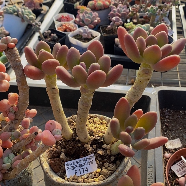 金蝉老桩174多肉植物