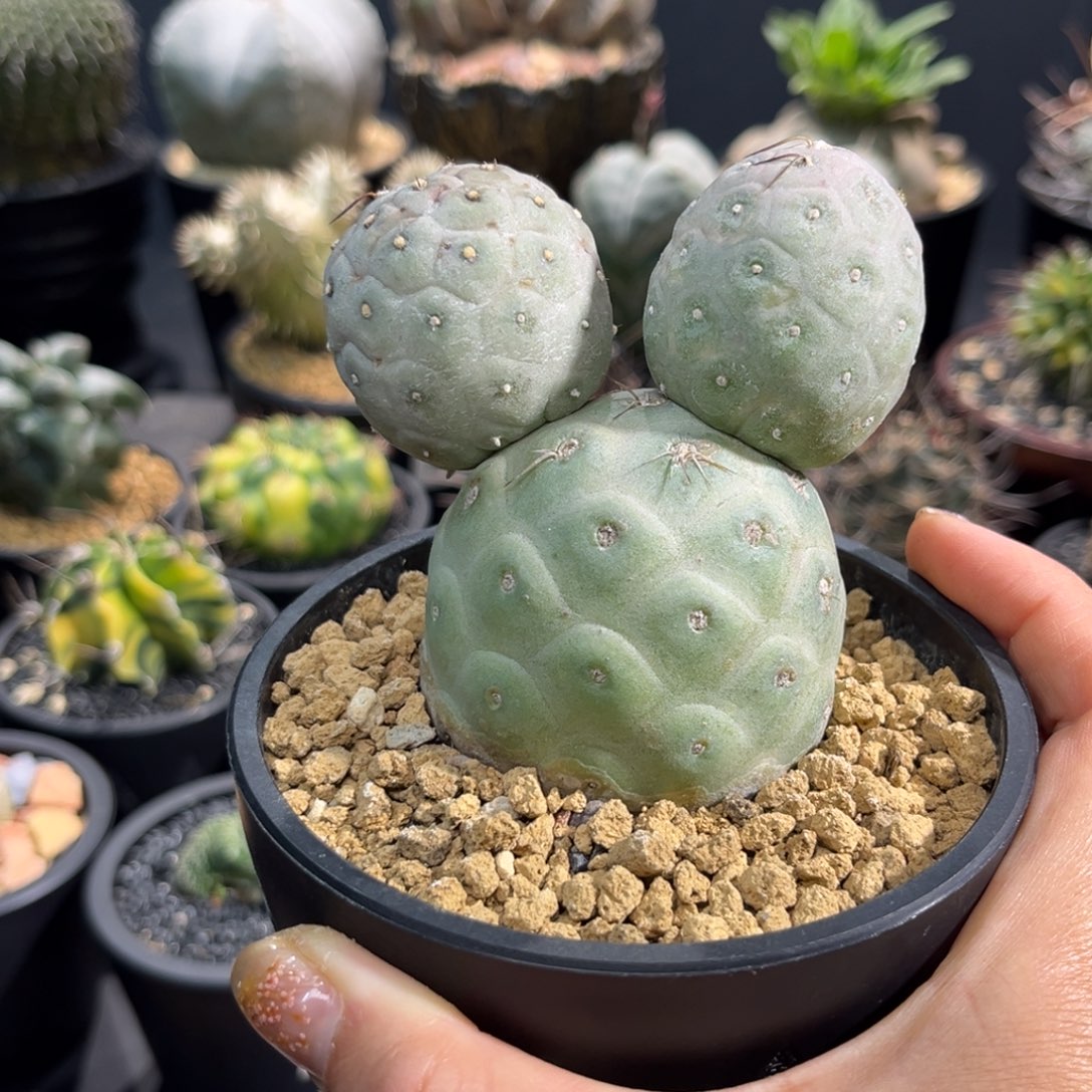 习Zzzzzzzzzzzzzzzzzz