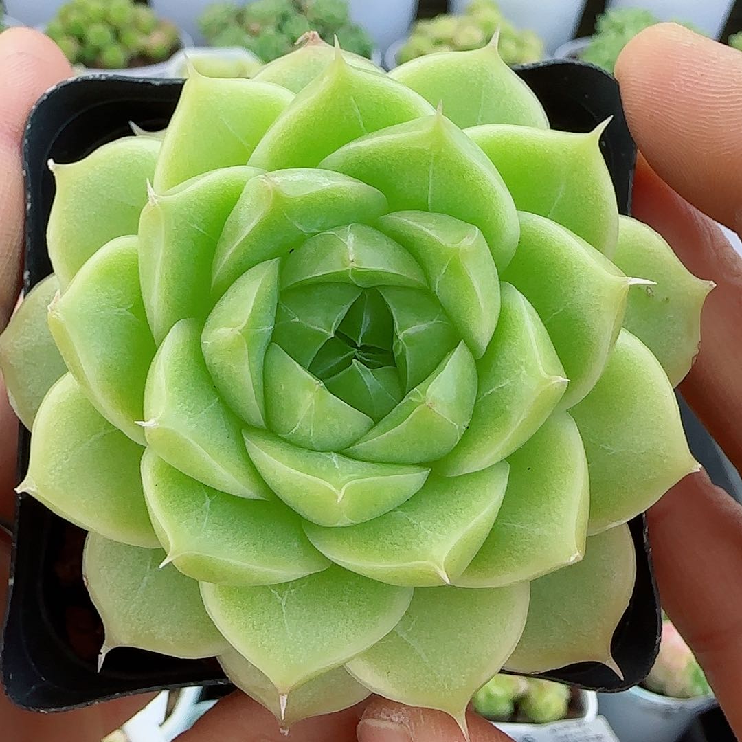 【闪购商品】0606-21钻石纹包子麦杆