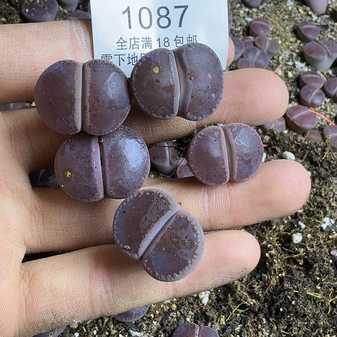 1087 哈哈哈哈哈哈哈哈