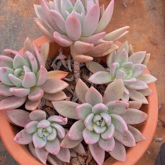 多肉植物。。。。。。。。。。。。。。。。。