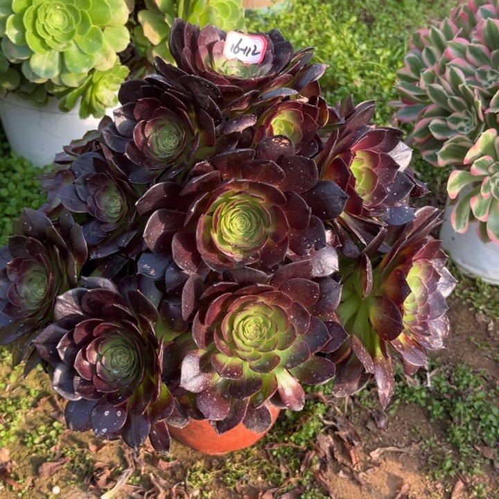 16-112赤焰莲多肉植物