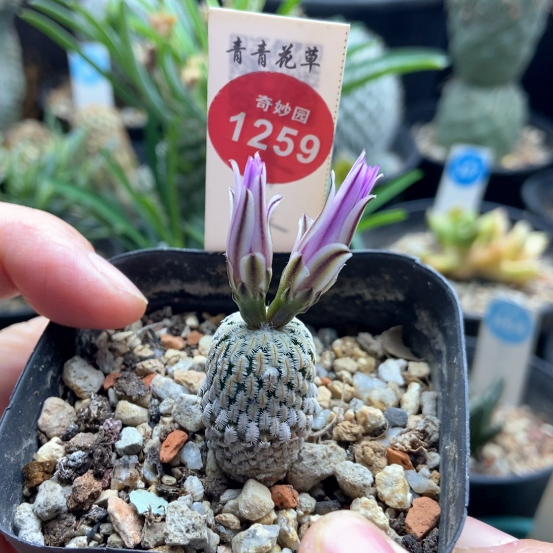 实生赤花精巧殿一棵