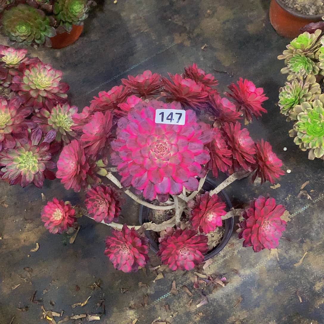 花*147花8888888888