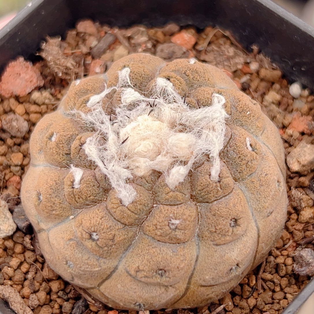 蜥蜴皮实生仙人球