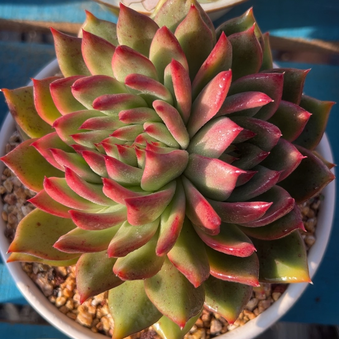 多肉植物一物一拍（9号）