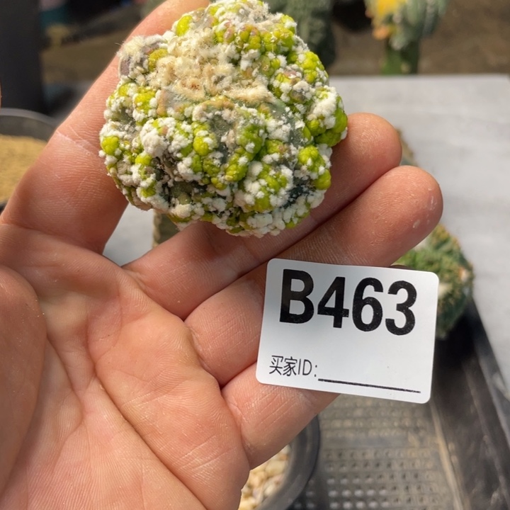 463悟空兜追仙人球