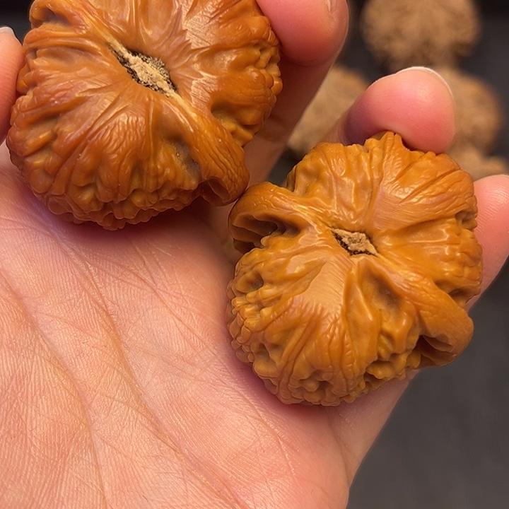 核桃秦岭突突突突突突突15