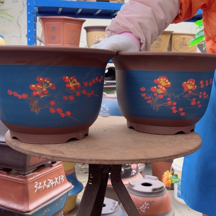 25+25蓝平角点菜金钟花盆花盆