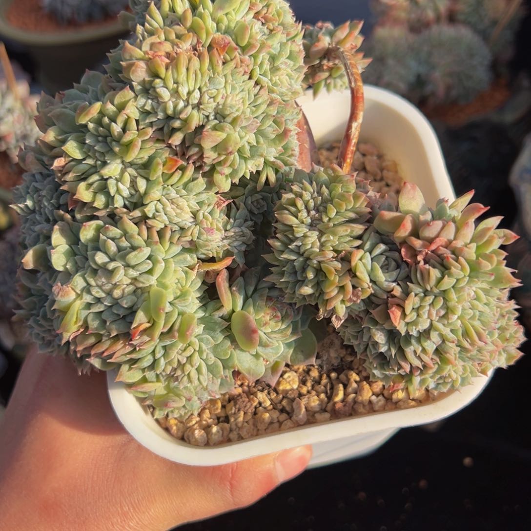 绿体冰魄盘龙 新年快乐