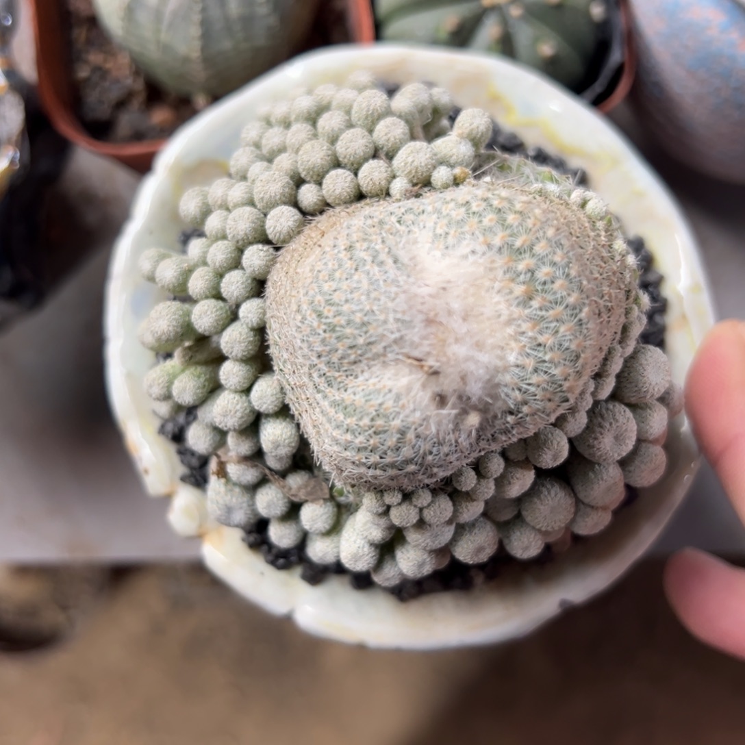 乌***帮哈哈哈哈哈哈哈哈哈哈