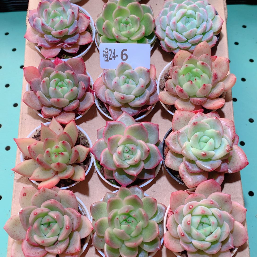 24-6一物一拍多肉带盆18颗